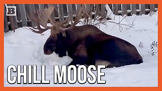 Moose Seen Just Straight Chilling in Anchorage, Alaska Neighborhood