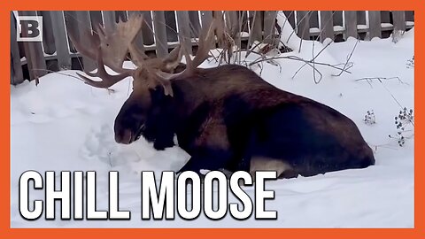 Moose Seen Just Straight Chilling in Anchorage, Alaska Neighborhood