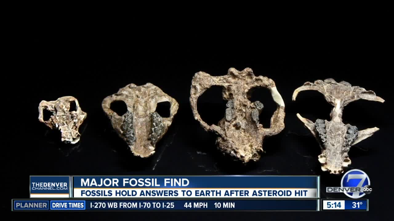 Fossils found in Colorado Springs hold answers to Earth’s rebound from asteroid strike