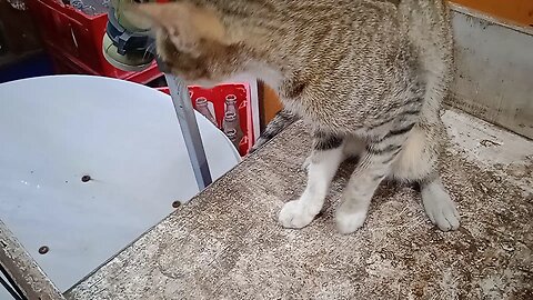 @cute chat par hu abhi to ghar par hi hu me video #bengaluru karnataka me dala hai #shorts#viral