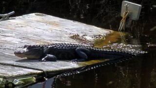 YankeeTown Florida gator next to the sunken boats