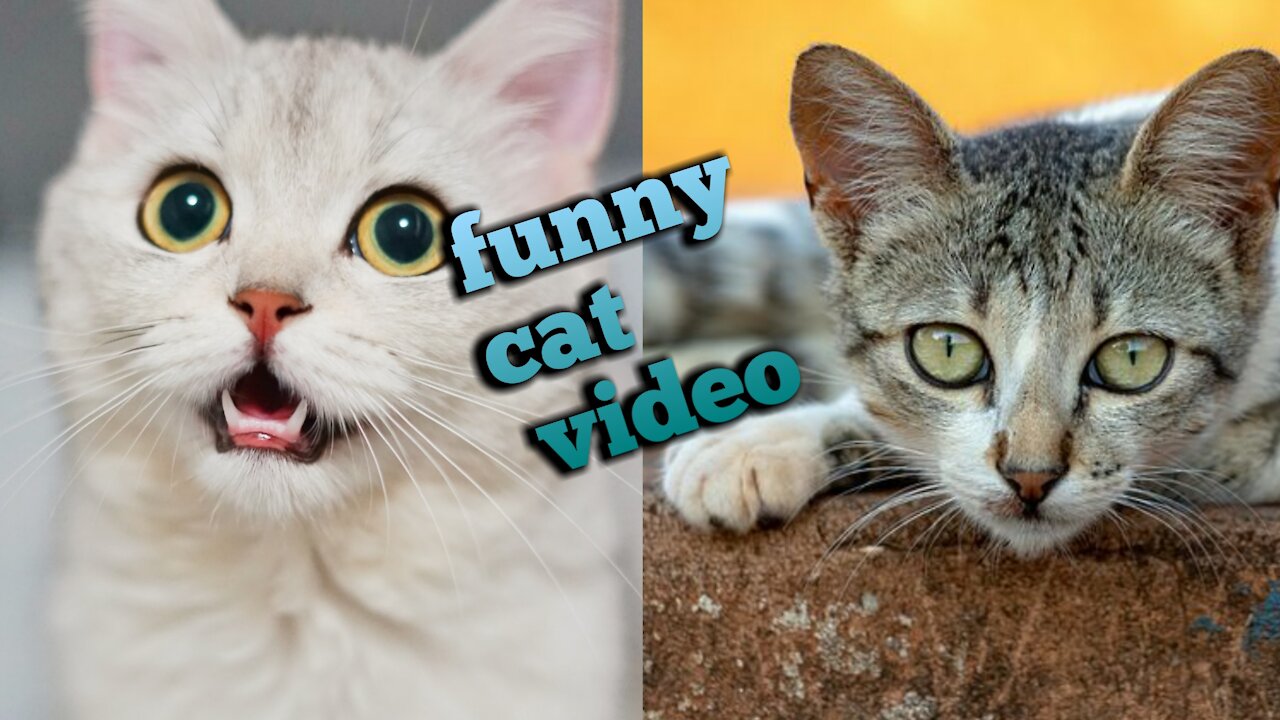 Funny cat | it's funny cat and interesting cat| very funny cat