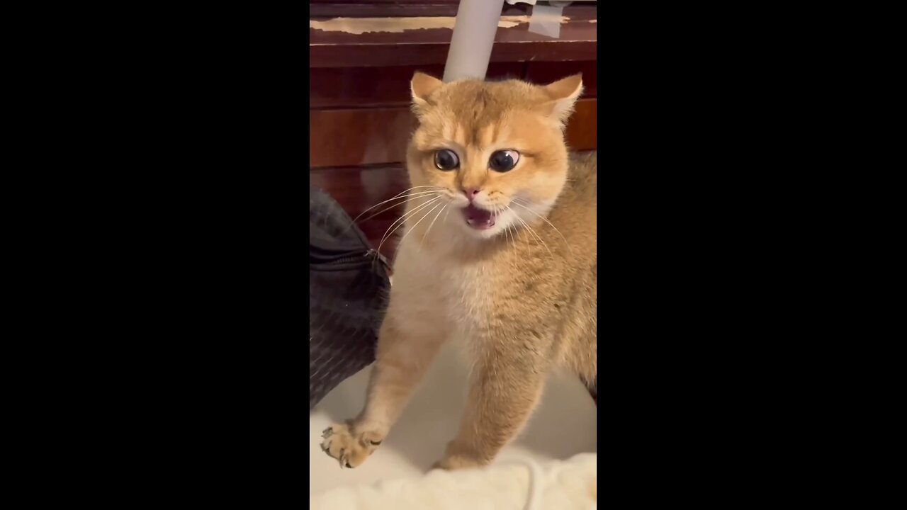 Angry Cats Part 2