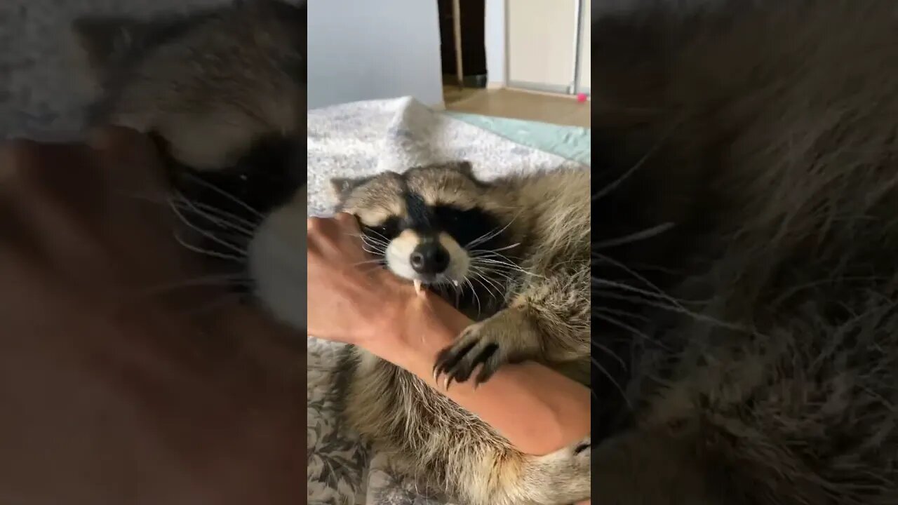 #shorts Смешные Еноты Из Тик Ток 25 Funny Tik Tok Raccoons