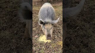 Pig eating cornmeal @UncleTimsFarm #kärnəvór