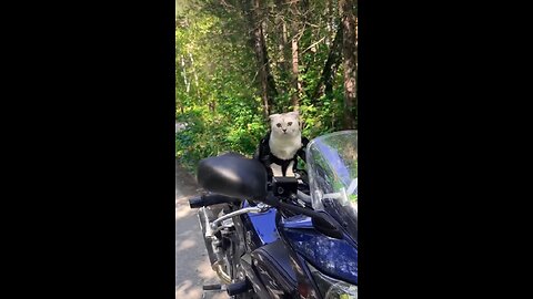 Biker cat