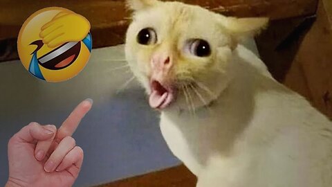 Compilation of HILARIOUS Animal Videos That Will Make Your Day! 🤣 #177