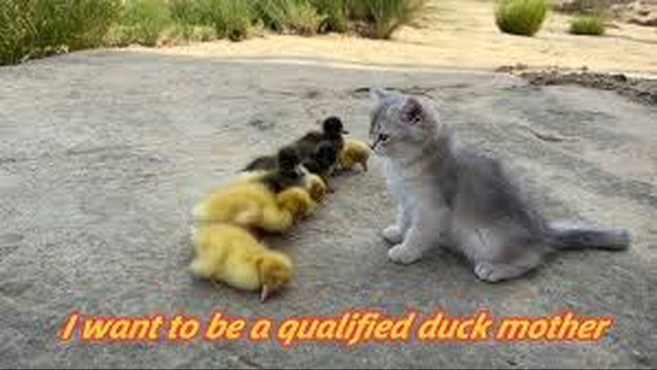 Kitten 👍I will do my best to raise these ducklings!Train the ducklings to swim.Go treasure hunting