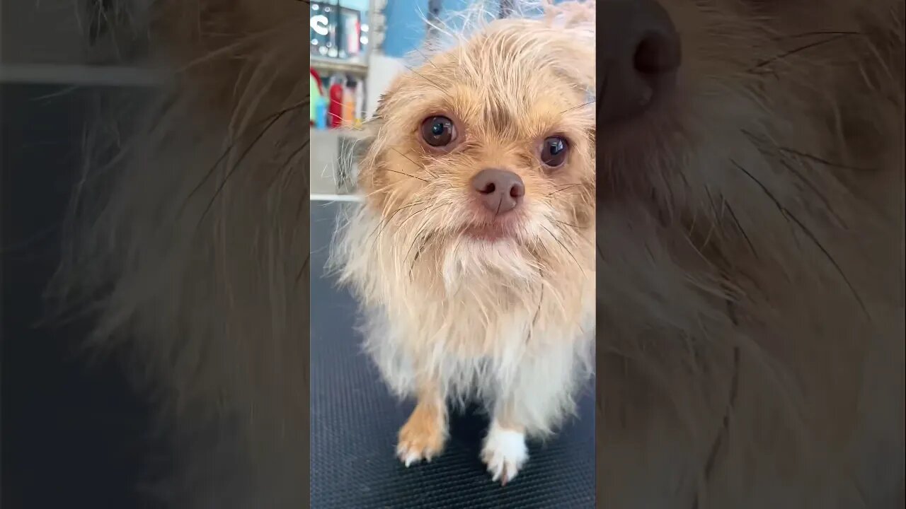 Adorable 🥰 Terrier Groom!