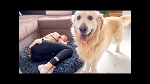 Golden Retriever Reaction to the Human Mom Occupying his Bed!