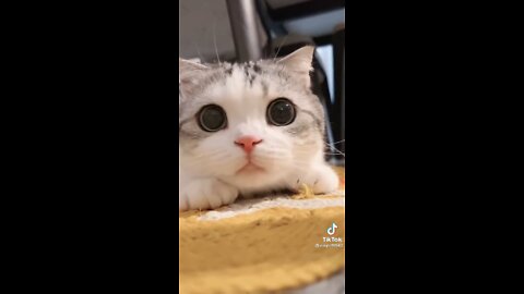 Cute Little cat video