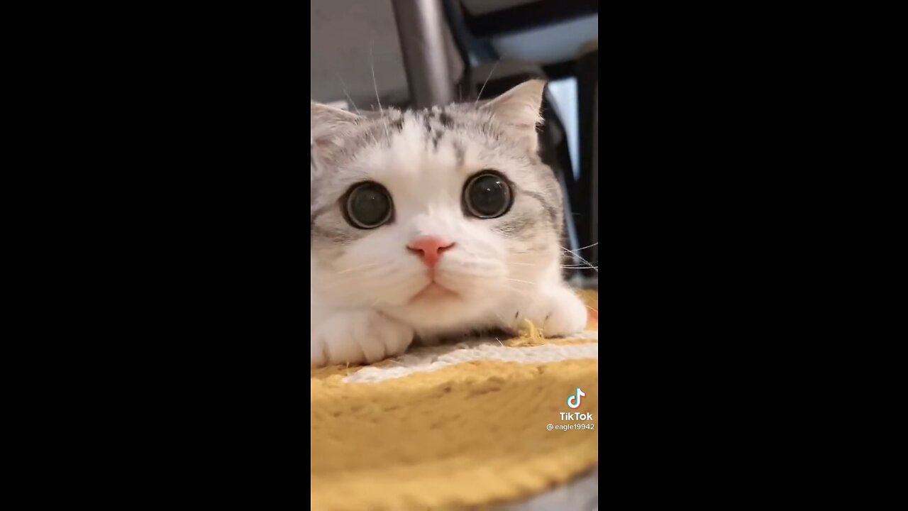 Cute Little cat video