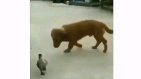 funny animals