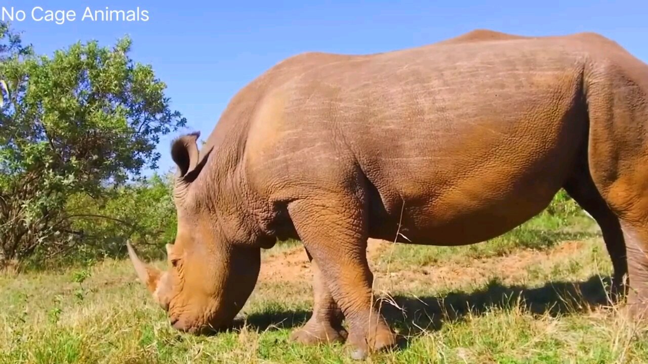 beautiful animals video