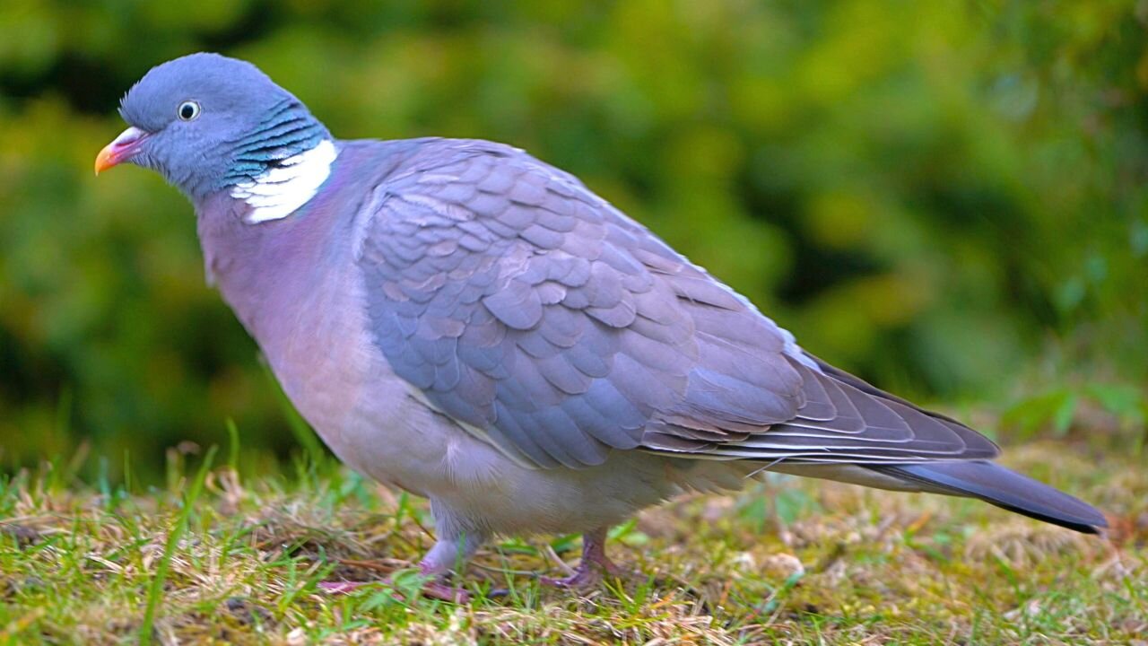 Common Wood Pigeon Takes Short Break from Foraging