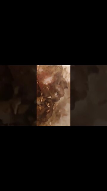 The real truth behind fish burritos 🐠🌯#shorts