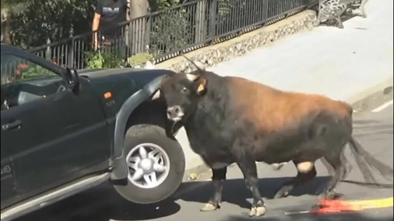 Look what bulls do to cars, passengers are powerless in these situations