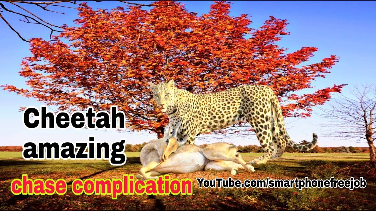 Amazing cheetah compilation / Cheetah hunting Deer / cheetah the faster animal / Dangerous Wildlife