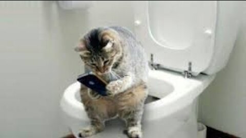 my cat on toilet and playing games