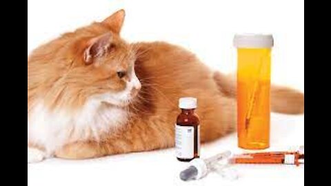 5 TOP ANTIBIOTICS FOR DOGS AND CATS