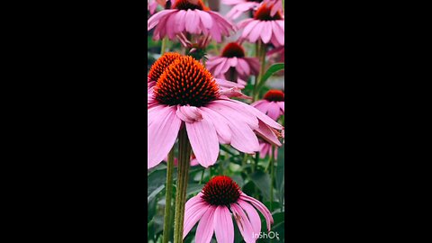 Beautiful Flowers Amazing pictures flowers so beautiful