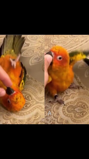 Funny Parrots Videos Compilation cute moment of the animals; Most Beautiful Macaws on Planet Earth