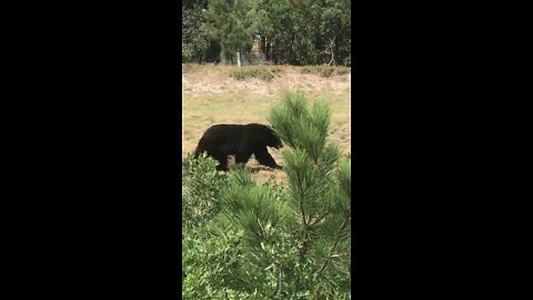 Big Bear