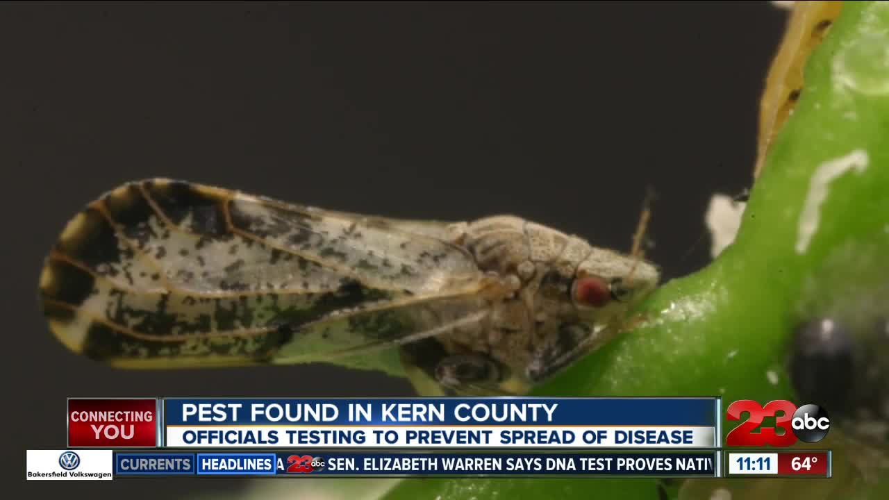 Asian citrus psyllid's found in Kern County