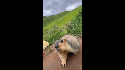 Cute animals eating!