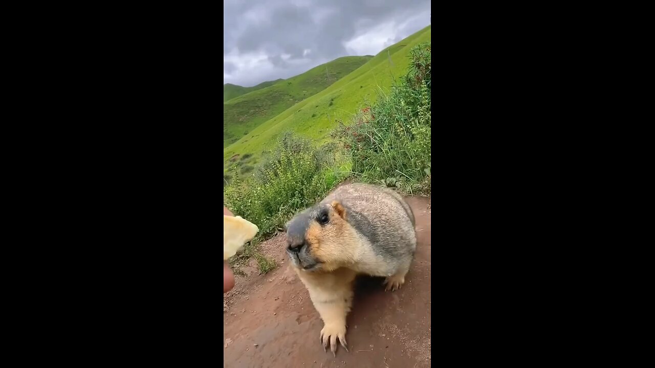 Cute animals eating!