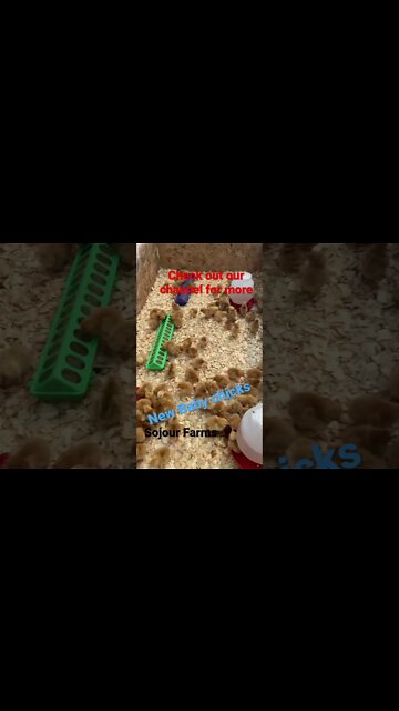 Our Newest Baby Chicks Are Here! Big Red Broilers.#animals #chickens #chicks #babychicks #homestead