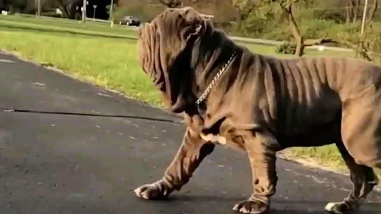 TOP 20 LARGEST DOG BREEDS IN THE WORLD