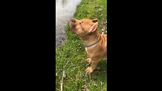 CUTEST Pit Bull puppy EVER!!! 🦁😍🥰