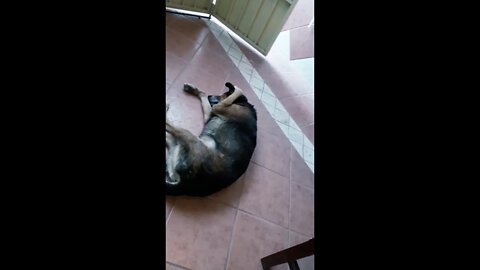 COMÉDIA - Nem o cachorro aguenta os desafinados