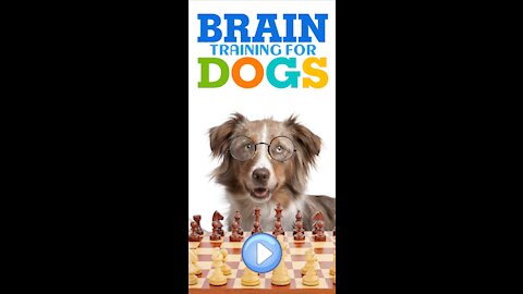 Turn Your Dog into a Genius dog!!