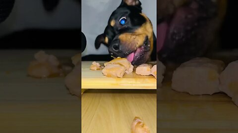 Rottweiler ASMR #shorts #short #viral #asmr #subscribe