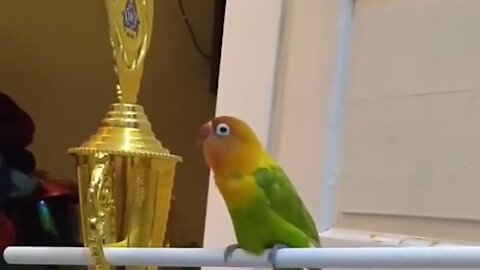 lovebirds chirping near the victory trophy