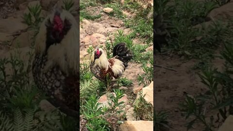 Update on the birds. Sold the goslings. Hen survives fox attack.