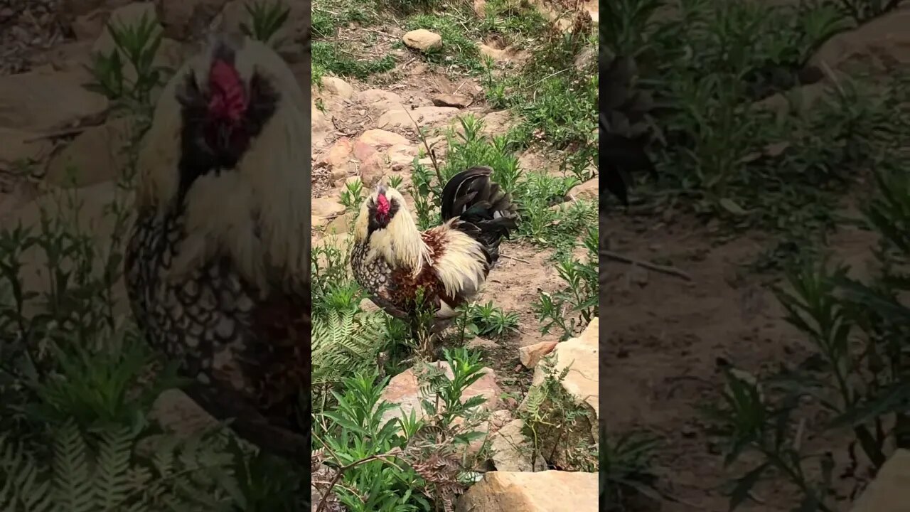 Update on the birds. Sold the goslings. Hen survives fox attack.