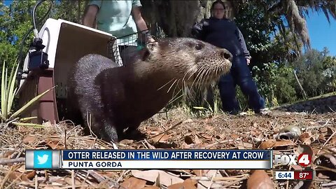 Otter who was rescued released back into wild