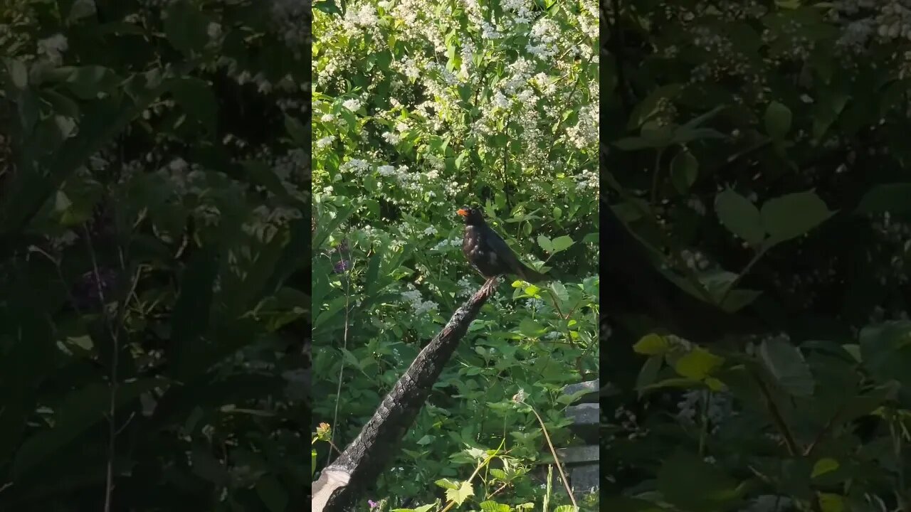 What is this bird called? #birds #bird #birdy