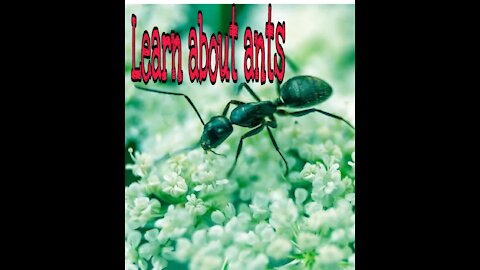 Learn about ants