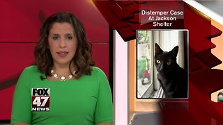 No cats in or out of Jackson Co. Animal Shelter