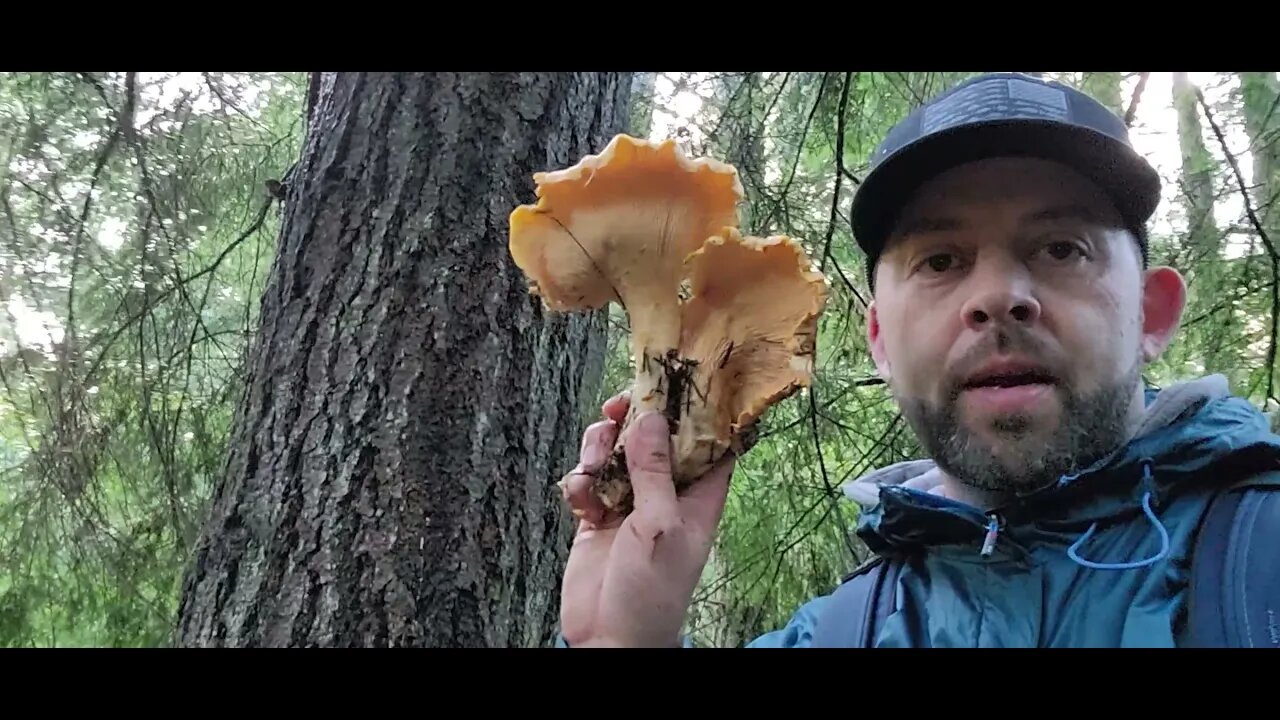 November Chanterelles! Its not too late!