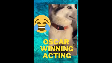 funny husky in trouble 😂😂| what an acting.
