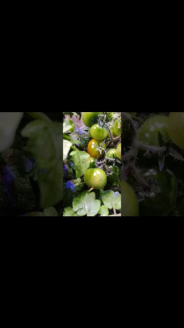 AeroGarden turning colors