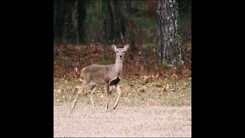 Deer in the field