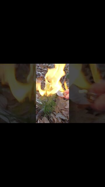This Wild Plant is Highly Flammable!