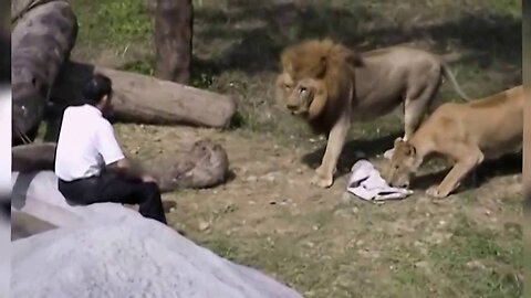 Crazy Man Entered The Lions Cage in Taipei Zoo Horrible News Video of man vs Lion