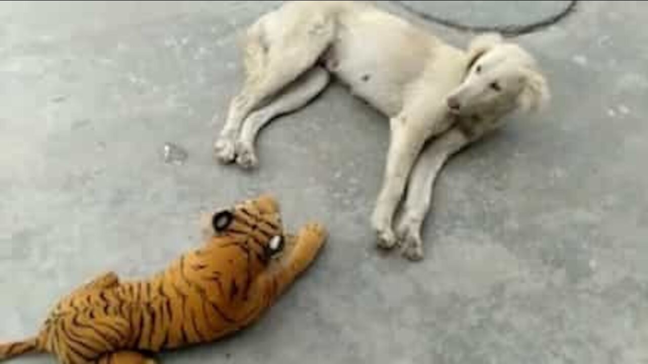 Toy tiger frightens sleepy dog